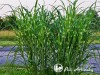 Miskantas kininis ,Strictus' (lot. Miscanthus sinensis) Miskantas kininis ,Strictus' (lot. Miscanthus sinensis)